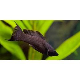 Imported  Black  Molly - FreshWaterAquatica.com