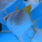 Mono Angel fish - FreshWaterAquatica.com