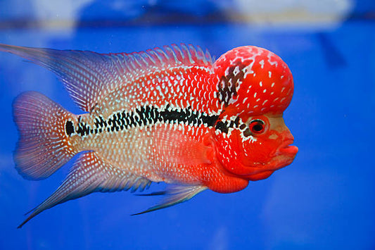 Flowerhorn Monster Head - FreshWaterAquatica.com