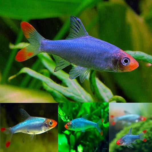 Naked Micro Rasbora - FreshWaterAquatica.com