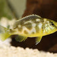 Venus Cichlid - FreshWaterAquatica.com