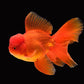 Oroanda Gold Big 4inches