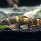Panda Garra