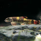 Panda Garra