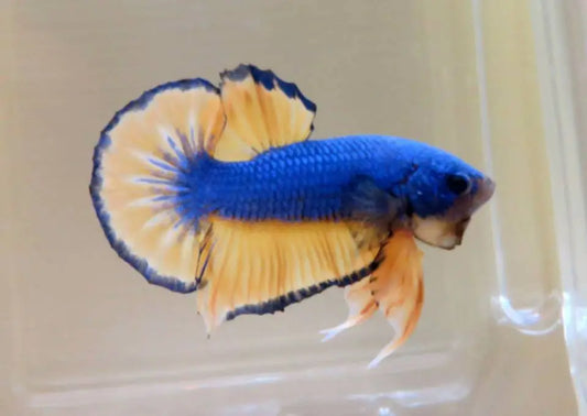 Betta OHM Plakard - FreshWaterAquatica.com