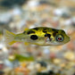 Pea Puffer drawf puffer