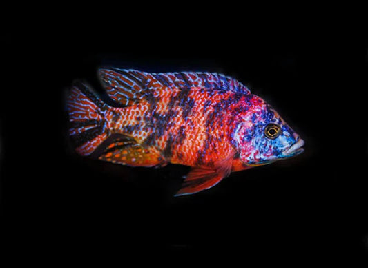 OB Peacock Red Cichlid