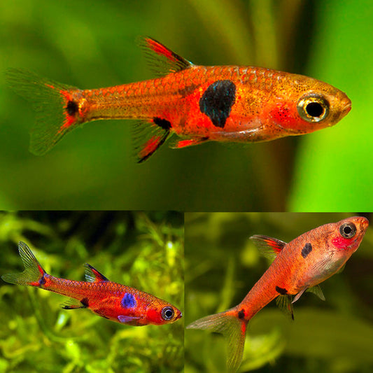 DWARF RASBORA BORARAS MACULATUS - FreshWaterAquatica.com