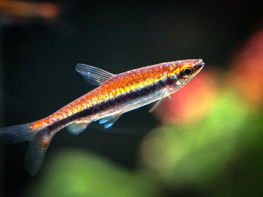 Pencil fish