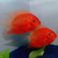 Red Severum  Dark edition