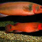 Atabapo Red Pike 10"