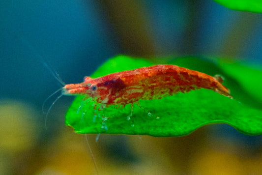 Cherry  Shrimp - FreshWaterAquatica.com