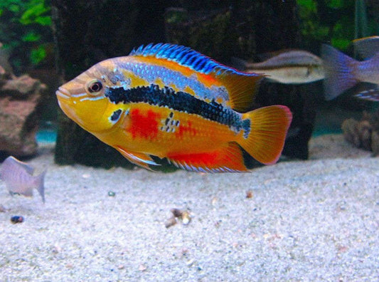 Salvani Cichlid