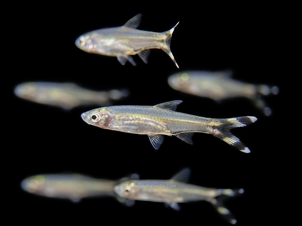 Scissortail rasbora Rasbora trilineata - FreshWaterAquatica.com