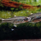 Scissortail rasbora Rasbora trilineata - FreshWaterAquatica.com