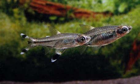 Scissortail rasbora Rasbora trilineata - FreshWaterAquatica.com