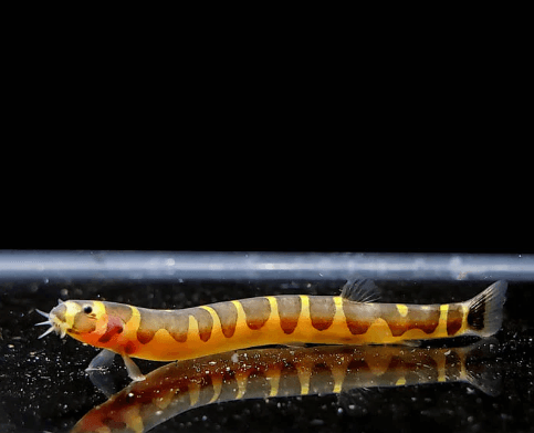 Kuhli Loach - FreshWaterAquatica.com
