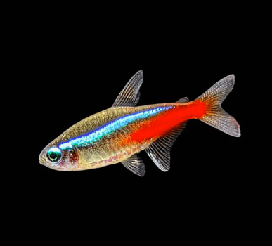 Neon tetra - FreshWaterAquatica.com