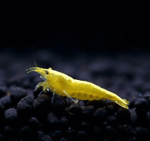 Yellow Shrimp - FreshWaterAquatica.com