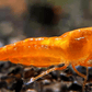 Orange  Shrimp - FreshWaterAquatica.com