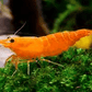 Orange  Shrimp - FreshWaterAquatica.com