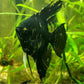 Marbel Angel Fish - FreshWaterAquatica.com