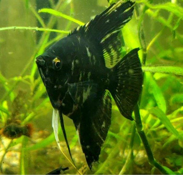 Marbel Angel Fish - FreshWaterAquatica.com