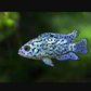 Electric Blue Jack Dempsey - FreshWaterAquatica.com