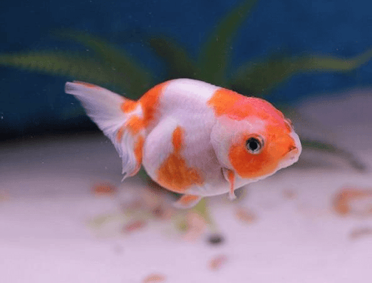 Ranchu Gold FIsh - FreshWaterAquatica.com