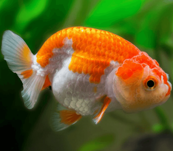 Ranchu Gold FIsh | FRESHWATERAQUATICA