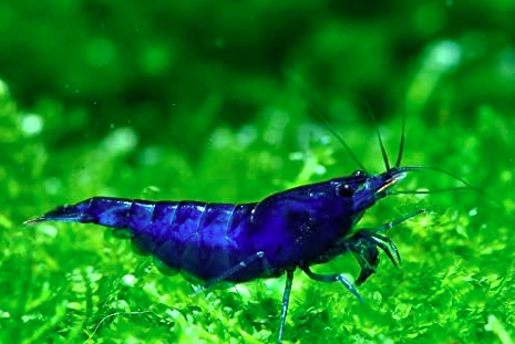 Blue  Shrimp - FreshWaterAquatica.com