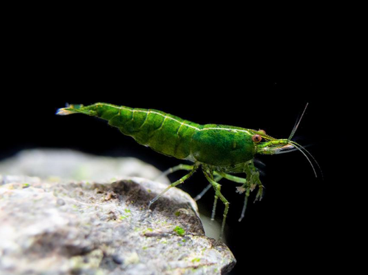 Green Shrimp - FreshWaterAquatica.com