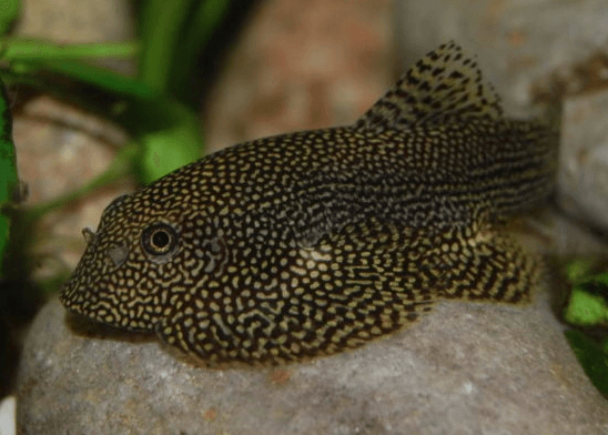 Hillstream Loach FRESHWATERAQUATICA