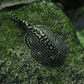 Hillstream Loach - FreshWaterAquatica.com