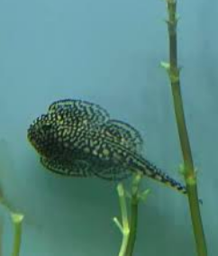 Borneo Loach | FRESHWATERAQUATICA