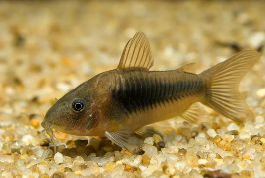 Green Cory - FreshWaterAquatica.com