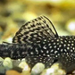 Bristlenose Pleco - FreshWaterAquatica.com