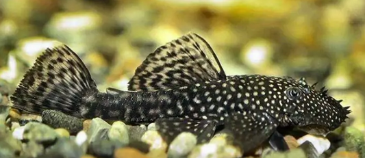 Bristlenose Pleco - FreshWaterAquatica.com