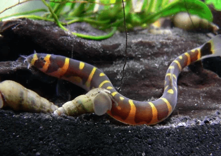 Khuli Loach - FreshWaterAquatica.com