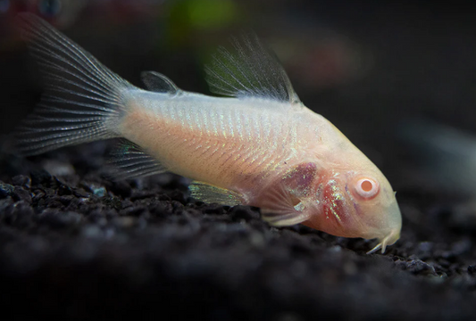 Albino Cory - FreshWaterAquatica.com