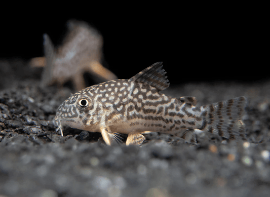 STERBAI CORYDORA - FreshWaterAquatica.com