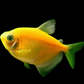 GloFish | Sunburst Orange GloFish Tetra - FreshWaterAquatica.com