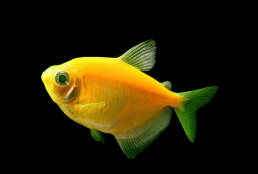 GloFish | Sunburst Orange GloFish Tetra - FreshWaterAquatica.com