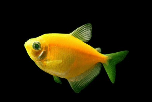 Yellow GloFish | Sunburst yellow GloFish Tetra - FreshWaterAquatica.com