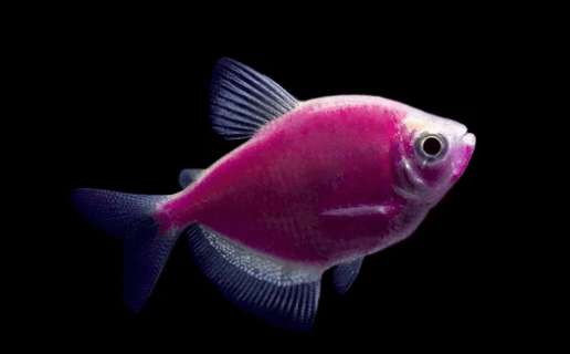 Purple GloFish | Sunburst purple GloFish Tetra | FRESHWATERAQUATICA