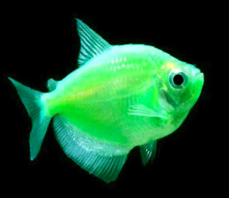 Green GloFish | Sunburst Green GloFish Tetra - FreshWaterAquatica.com