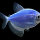 Blue GloFish | Sunburst Blue GloFish Tetra - FreshWaterAquatica.com
