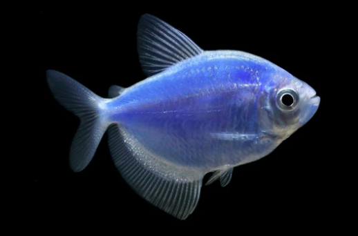 Blue GloFish | Sunburst Blue GloFish Tetra - FreshWaterAquatica.com