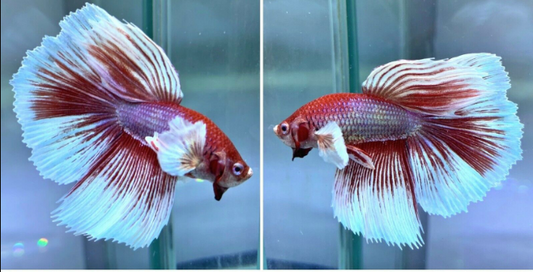 DUmbo Male Betta - FreshWaterAquatica.com