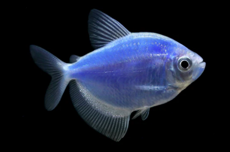 Blue GloFish | Sunburst Blue GloFish Tetra | FRESHWATERAQUATICA